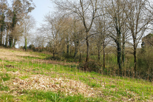 Se vende finca urbanizable en Mesón do Vento