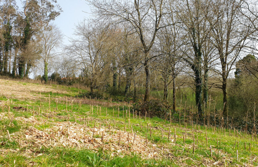 Finca urbana en Mesón de Vento